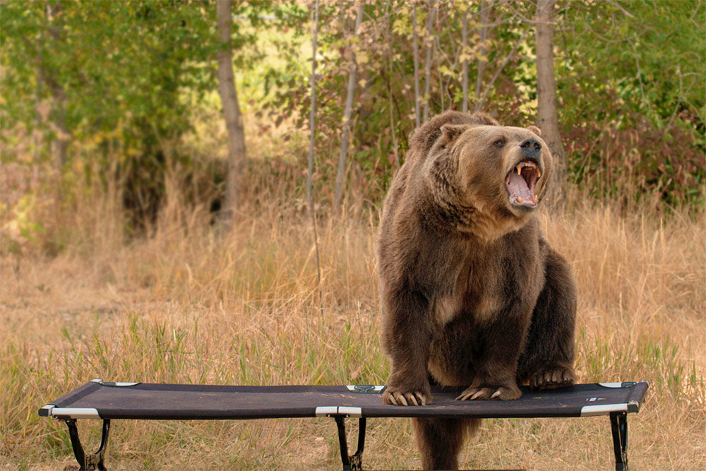 Bear stands on camp cot growling.