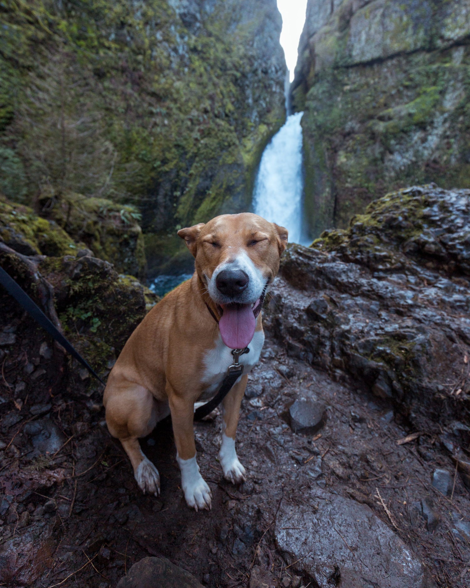 Tips for Hiking with a Dog